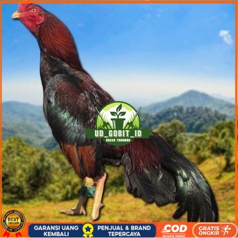 

telur tetas ayam shamo vertil valid UD_GOBIT_ID