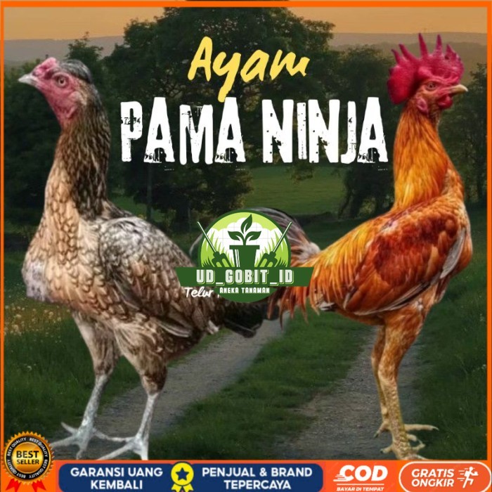 telur ayam Pama ninja original petarung bisa untuk di tetaskan berkualitas ori UD_GOBIT_ID