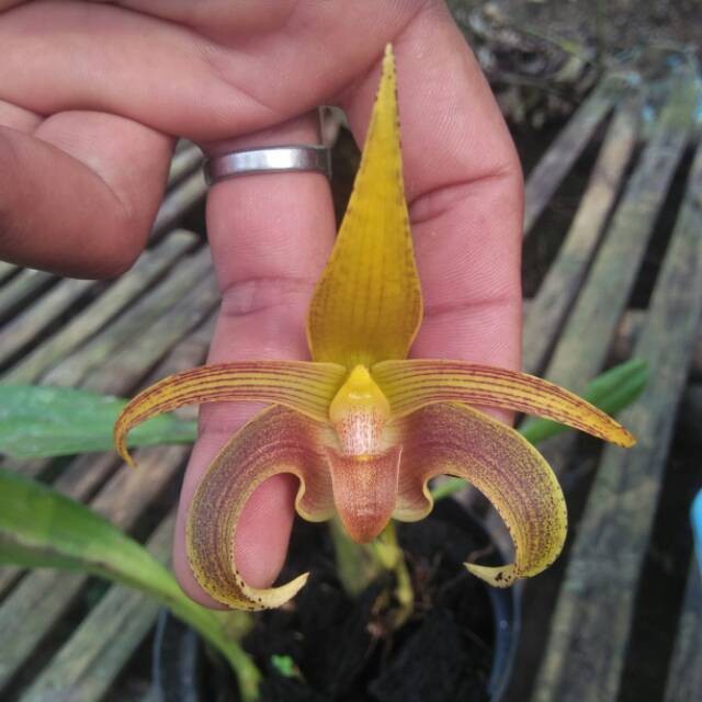 anggrek bulbophyllum lobii