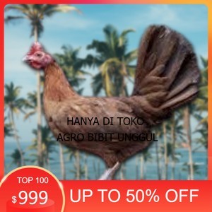 

telur ayam philipin import AK47 bisa untuk di tetaskan agro.bibit.unggul