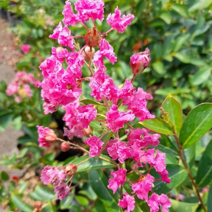 Tanaman Pohon Sakura Jepang Real