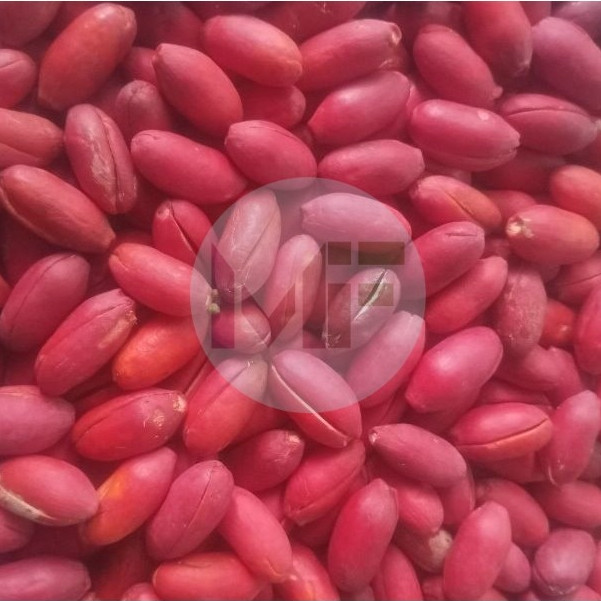 

Kulit melinjo mentah 500g, Kulit tangkil super 500g
