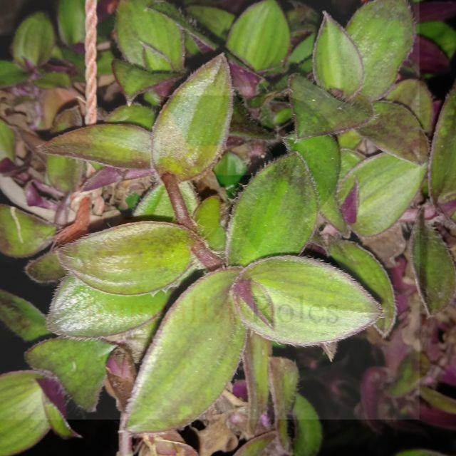 

Daun Kuping Kera Segar - Tanaman Gantung Alami