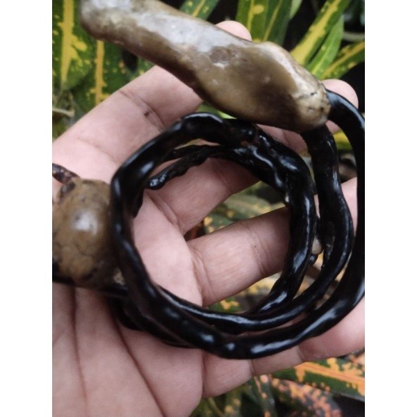 IMRON PRIBADI Gelang Akar Bahar Hitam Bonggol Langka Unik Antik