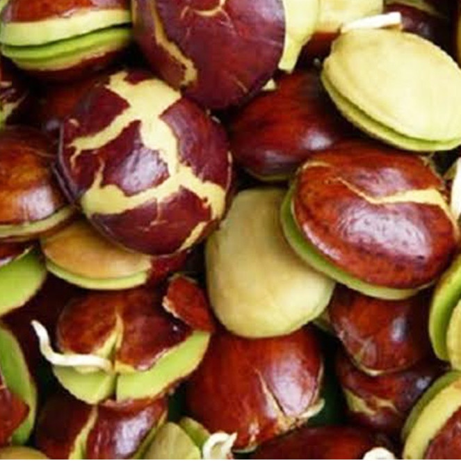 

JENGKOL SUPER TUA PULEN FRESH FULL SORTIR