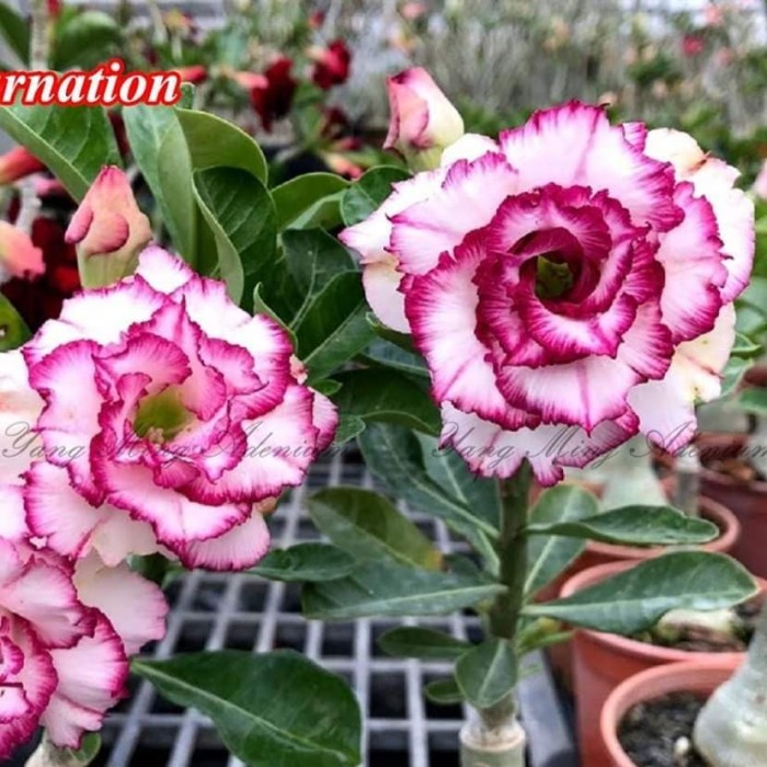 Tanaman Hias Bunga Adenium Tumpuk kamboja Tumpuk id Carnation sz A
