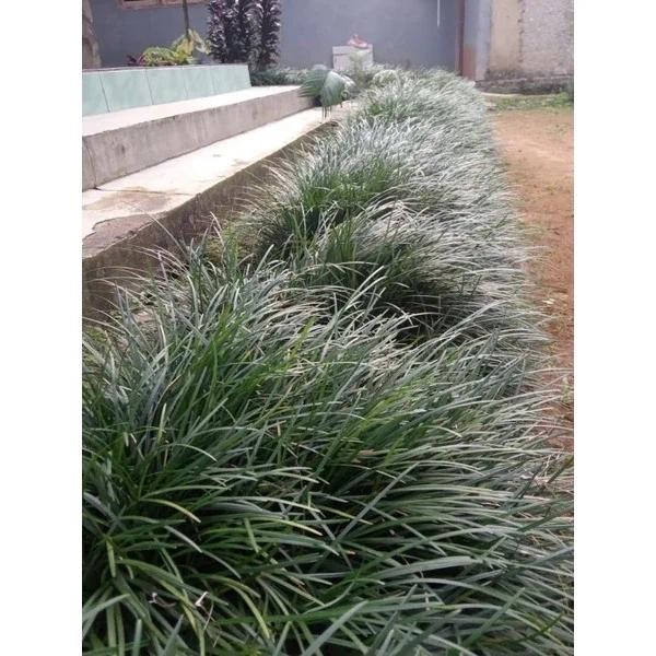 rumput kucai gondrong/tanaman rumput kucai gondrong berakar dan kualitas