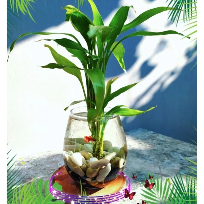 Tanaman Hias Bambu Hoki Srirejeki Hijau Tanaman Hidup Srirejeki Ijo