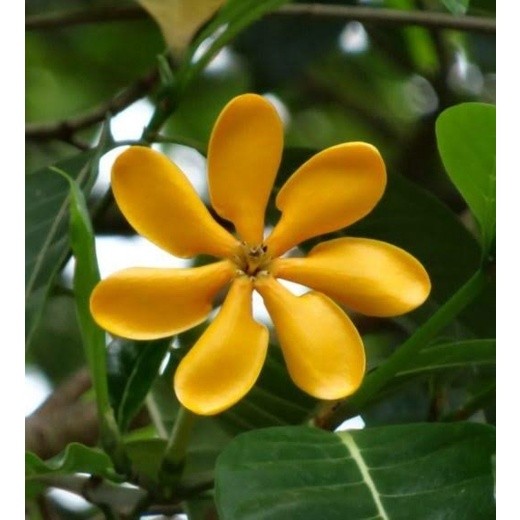 Tanaman Hias Melati Kacapiring Kuning Wangi - Tanaman Bunga Gardenia Kuning Harum - Bunga Melati Cep