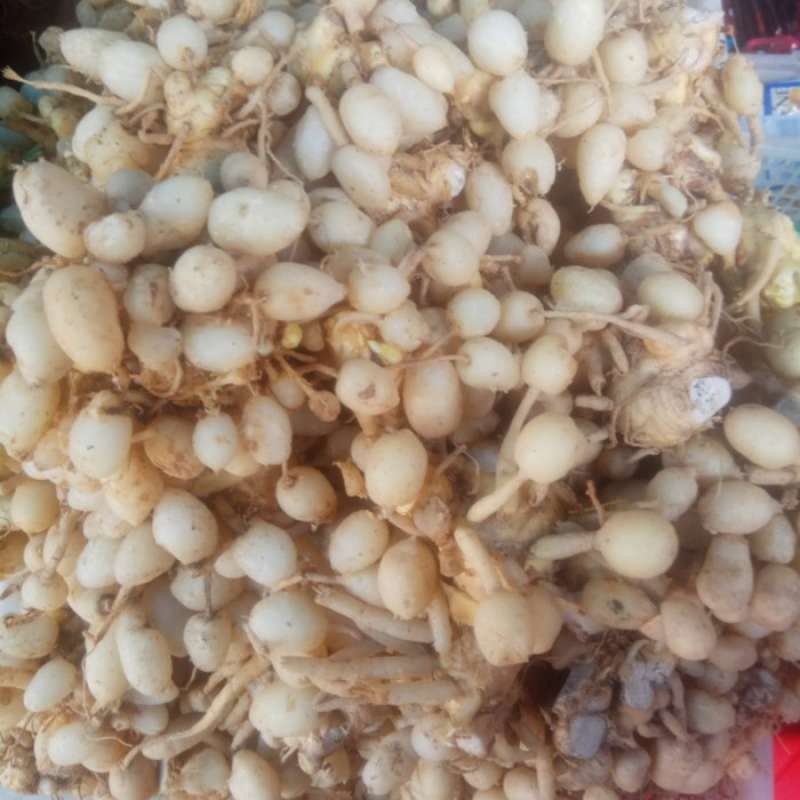 kunyit putih gomyok(curcuma zedoaria)
