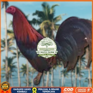 

telur ayam philipin import AK47 bisa untuk di tetaskan UD NAFII FARM ID