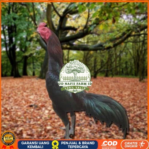 

Telur Ayam Pakhoy Redbull Vertil Siap Di Tetaskan Jaminan Super Oiginal Bergaransi UD NAFII FARM ID