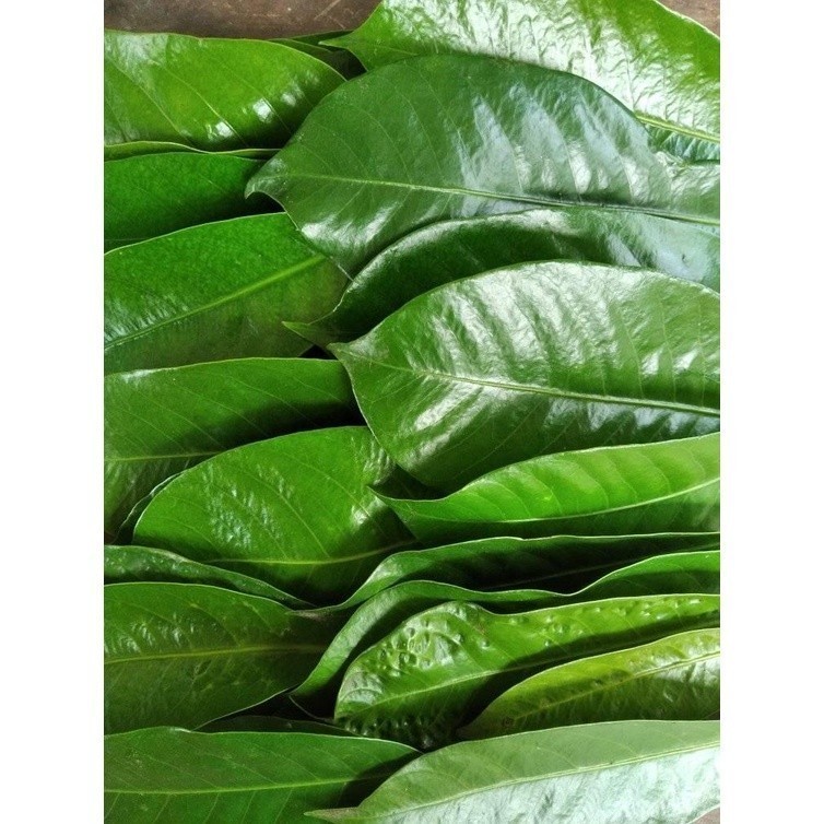 

Daun Pala Segar 100 gram - daun pilihan fresh (Aqis Organik)