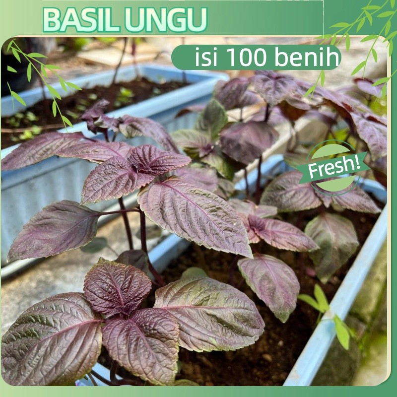 berhasil tinggi-isi 100 Biji Benih Bibit Basil Ungu - Basil Purple Dark Opal - Kemangi Ungu