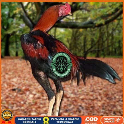 

Telur Ayam Pakhoy Ori Thailand Vertil Siap Di Tetaskan Jaminan Super Ori Bergaransi UD_SUPER_UNGGUL_ID