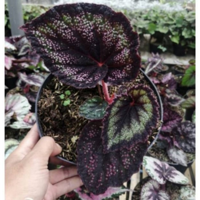 Tanaman Hias Begonia Rex Black /Black Bludru
