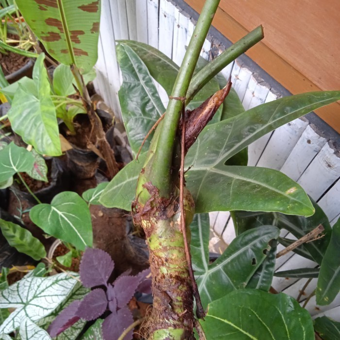 

Ready stok New bonggol alocasia. kuping kelinci