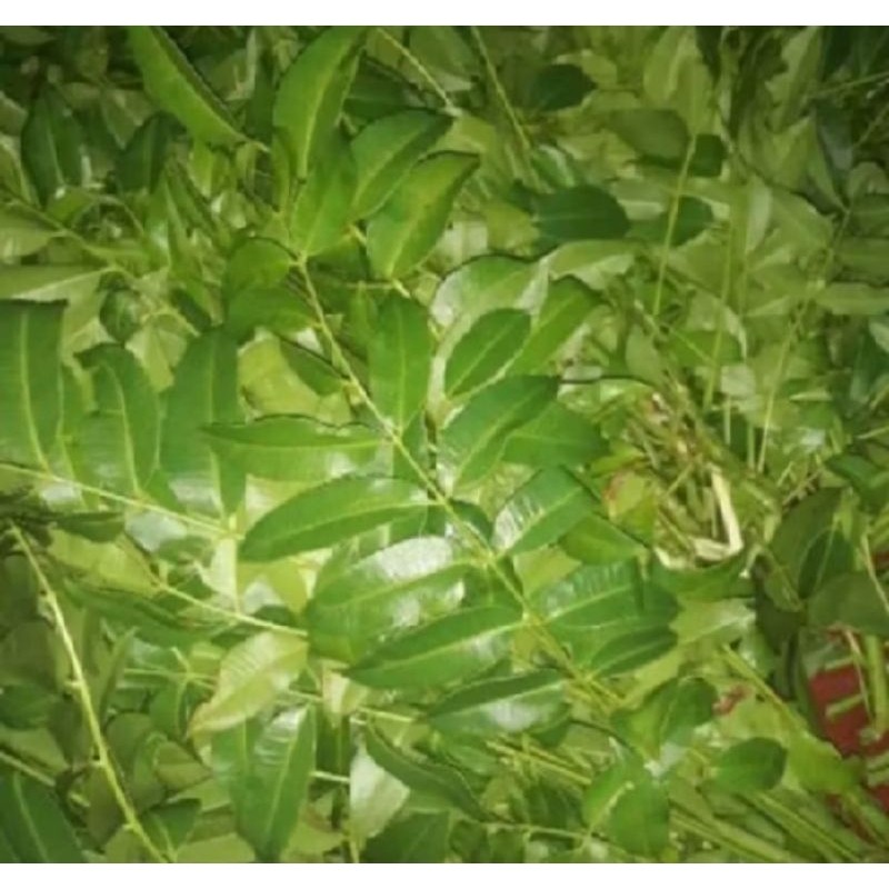 

Daun kedondong muda segar fresh berat 1kg