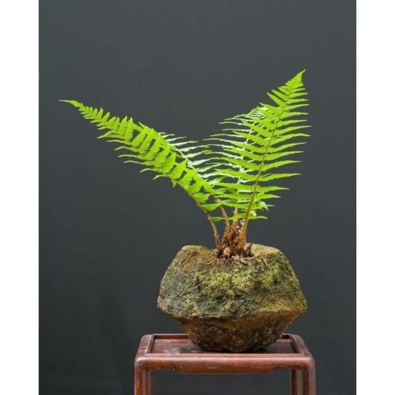 pakis hias pakis hutan