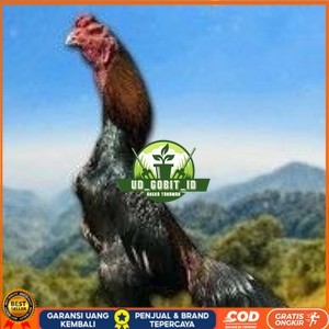 

telur tetas ayam shamo hitam merah UD_GOBIT_ID