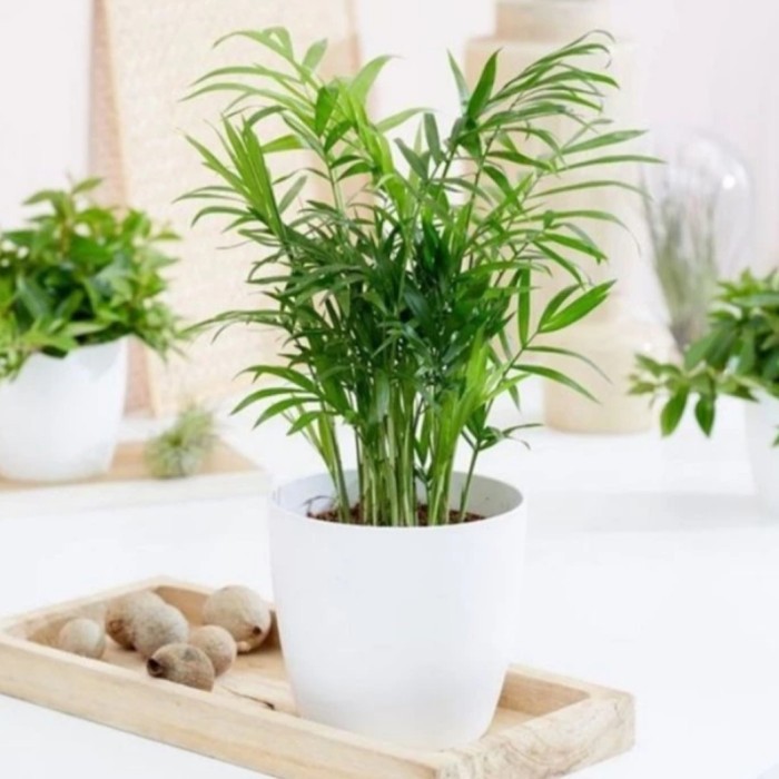 Tanaman indoor palem komodor/ palem bambu