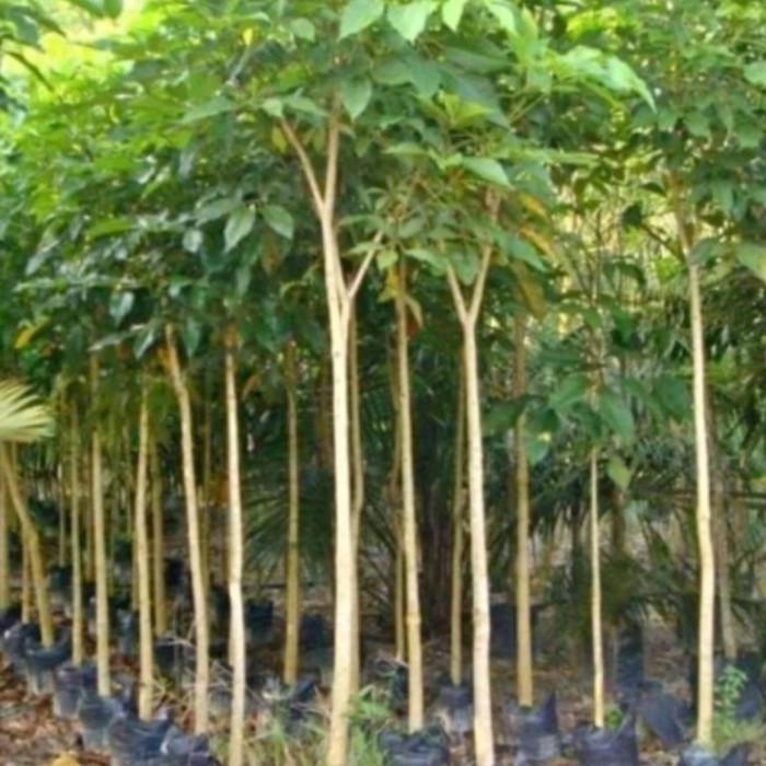 pohon tabebuya rosea tinggi 2 meter