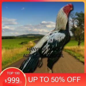 

telur ayam assel Parrot ori bisa untuk di tetaskan vertil agro.bibit.unggul