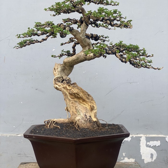 Bonsai Sancang premna jadi ,Siap pajang. Siap kontes