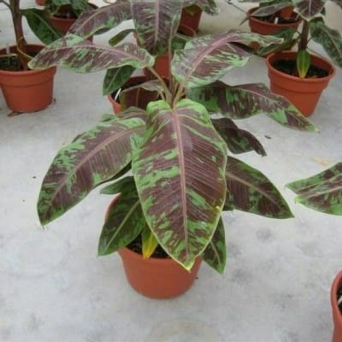 Pisang hias merah varigata blood banana (Musa acuminata var zebrina) ,