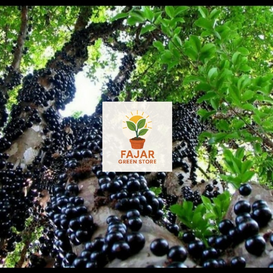 bibit anggur pohon, anggur brazil, anggur preco (bibit anggur stek/grafting) bibit anggur murah FAJA
