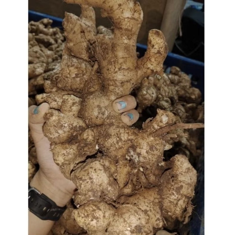 

TERLARIS JAHE GAJAH SUPER 1000 GRAM (1Kg)