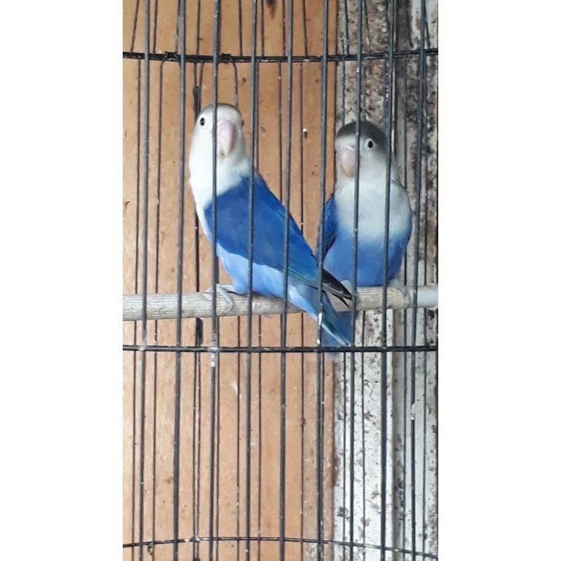 burung lovebird violet sepasang jantan betina