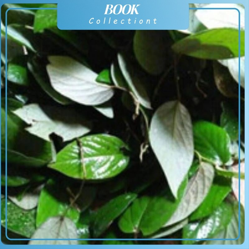 

daun singa Depa segar per lembar