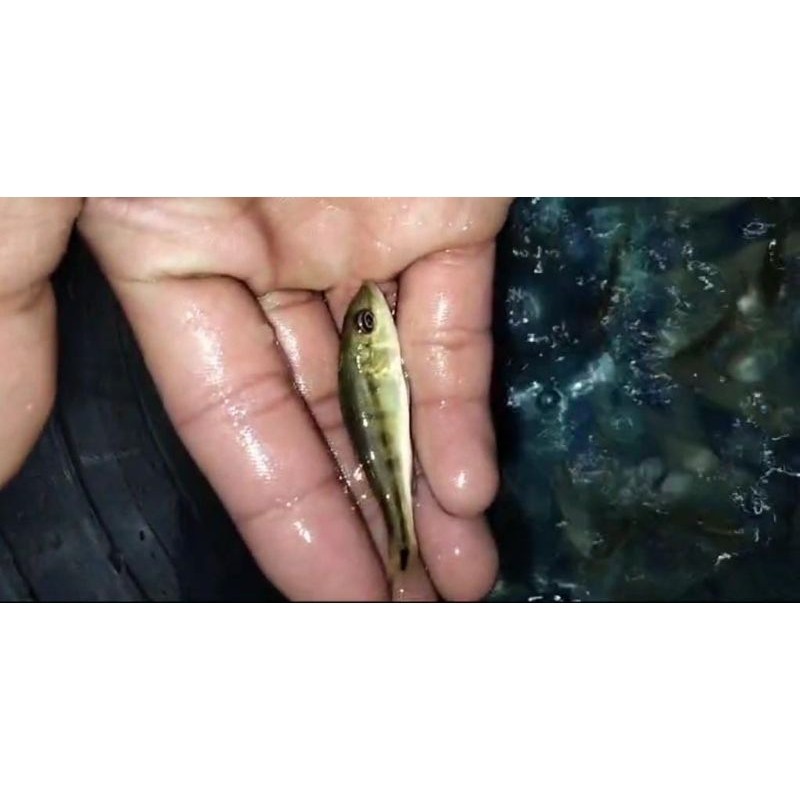 hiasan aquarium pbass intermedia pure