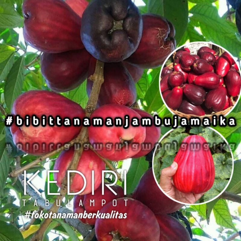Bibit Jambu Air Jamaika Bibit Jambu Darsono Bibit Jambu Air Bol Super Genjah