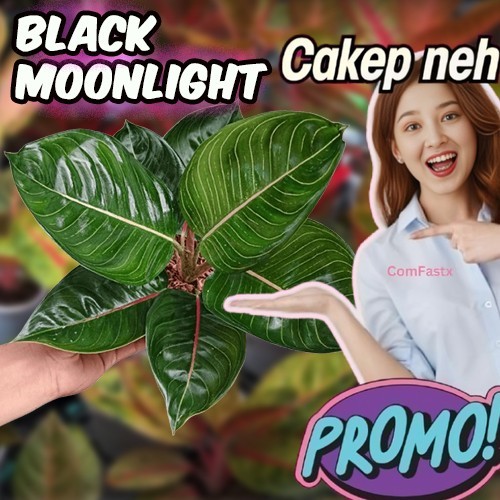 AGLONEMA Black Moonlight Aglaonema Black Moonlight Tanaman Aglonema REMAJA AGLONEMA DEWASA TANAMAN H