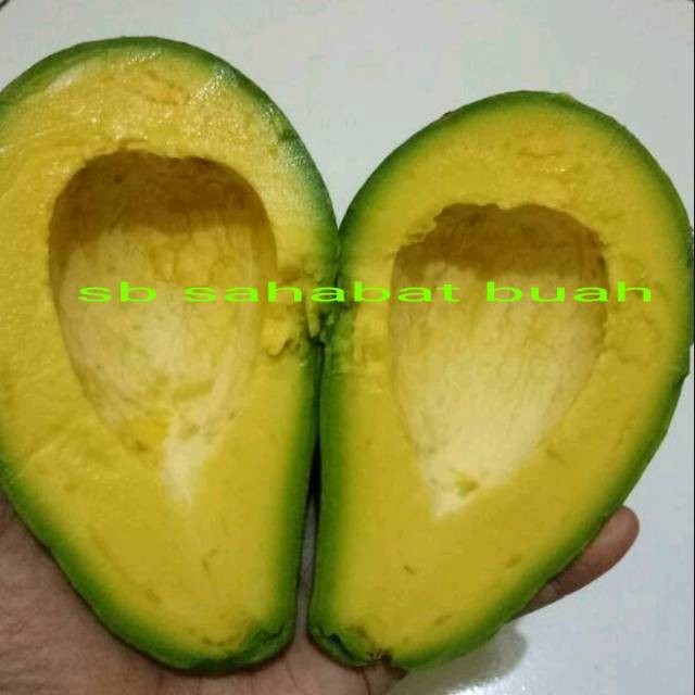 

UD BUAH 3 SAUDARA BUAH ALPUKAT MENTEGA JAWA TENGAH 1KG