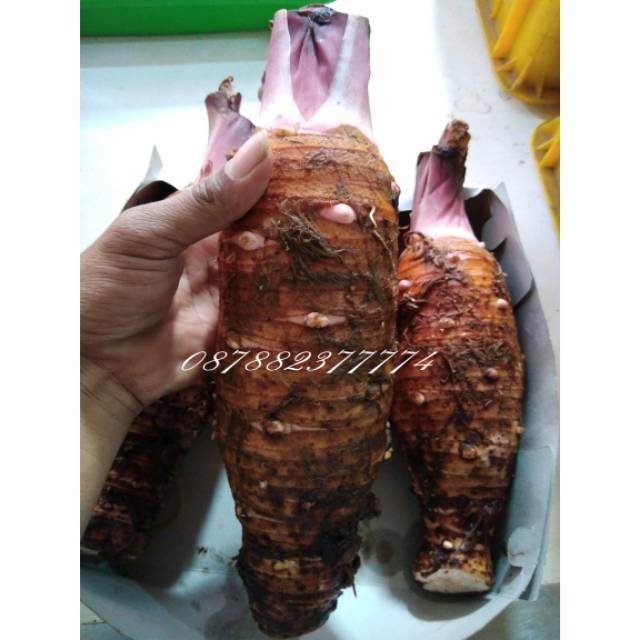 

UD BUAH 3 SMAUDARA Talas pontianak pulen 1kg
