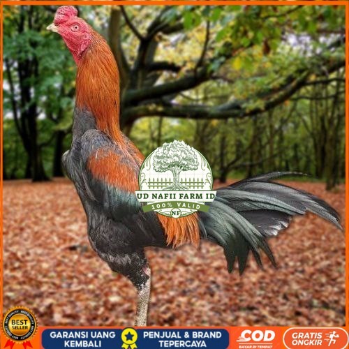 

Telur Ayam Pakhoy White King Vertil Siap Di Tetaskan Jaminan Super Oiginal Bergaransi ori UD NAFII FARM ID
