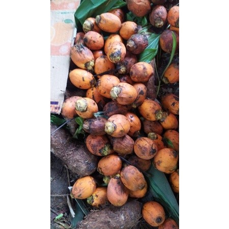 

Buah pinang tua 100g