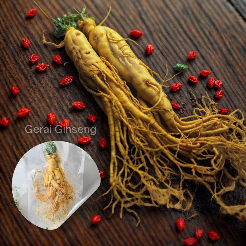 

(COD) Ginseng Changbai Asli 100gr / Akar Baceman Ginseng