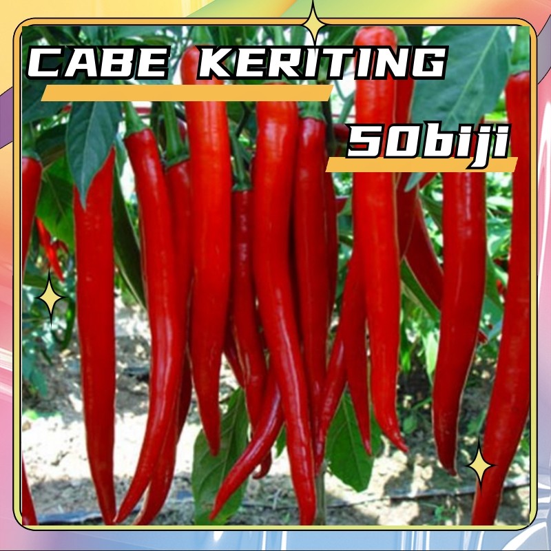 Kadar kecambah 90%50butir biji Benih Cabe Kriting TM Thunder 99 Cabai Hibrida F1 super benih Long pe