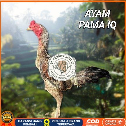 

telur ayam Pama iq untuk di tetaskan UD GHANIYY BIBIT ID