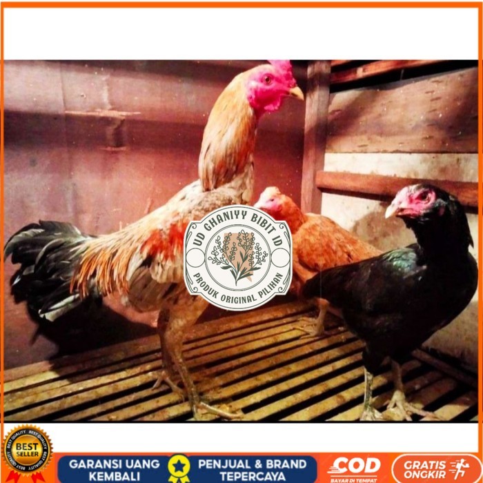 

ayam bulbi tampar tampar telur fertill original berkualitas UD GHANIYY BIBIT ID