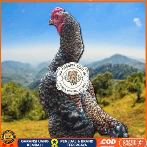 

telur ayam shamo fertil untuk ditetaskan UD GHANIYY BIBIT ID