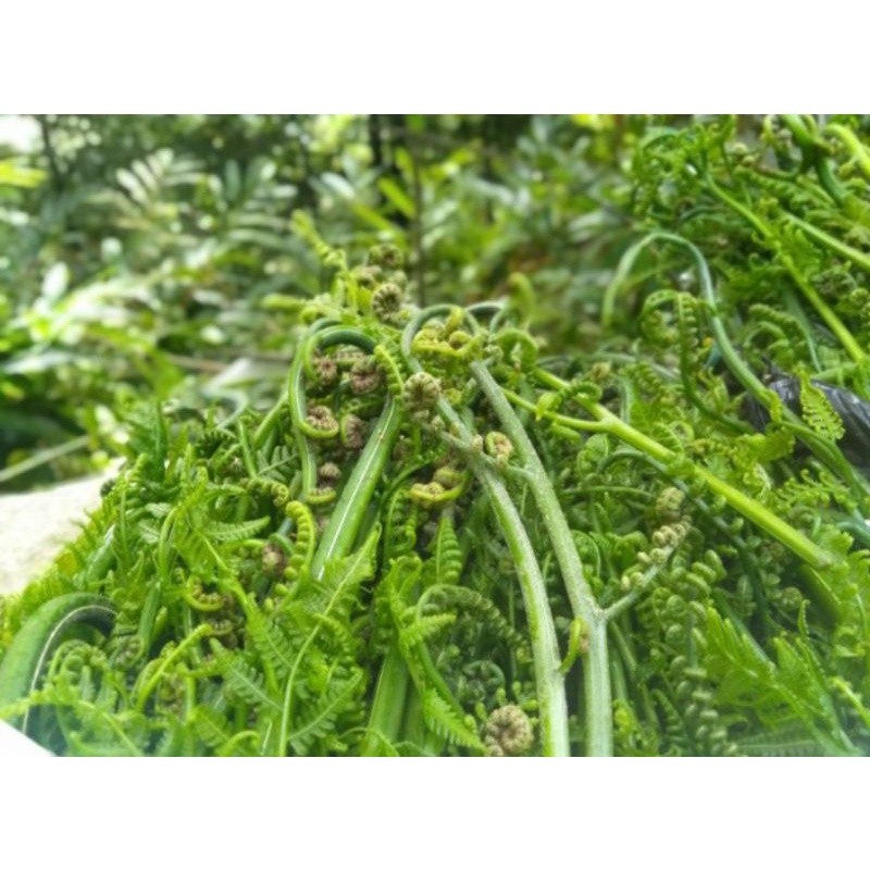 

pakis sayur segar baru di petik 1kg fress