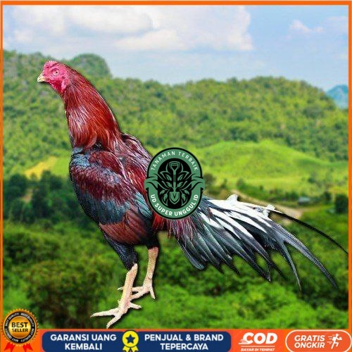

TELUR AYAM EKOR LIDI KELABU (TERLARIS) UD_SUPER_UNGGUL_ID