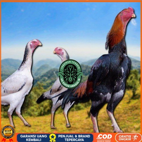

telur fertil ayam shamo japan UD_SUPER_UNGGUL_ID