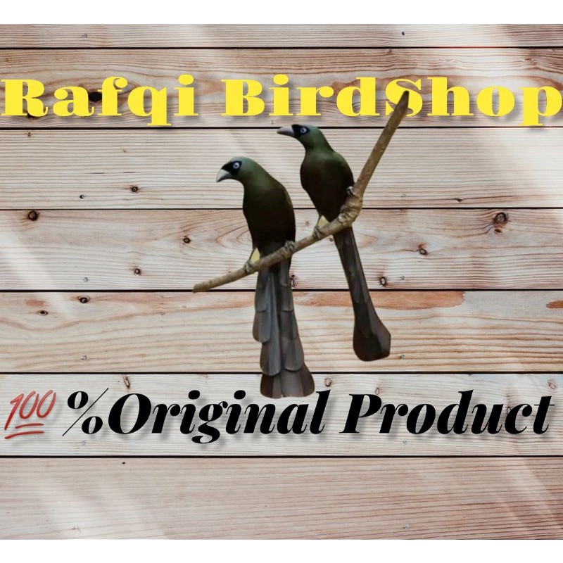 murai irian sepasang jantan betina