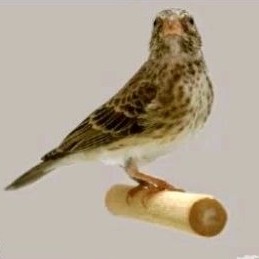 BURUNG SANGER BETINA BUAT CAS/TERNAK